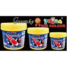 Gosanke Spirulina Koi Colour