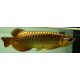 24k Golden Cross Back Arowana