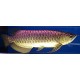 Blue Back Cross Back Arowana