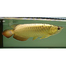 Full Golden Cross Back Arowana