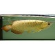 Full Golden Cross Back Arowana