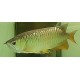 Super High Back Arowana