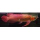 Super Red Arowana